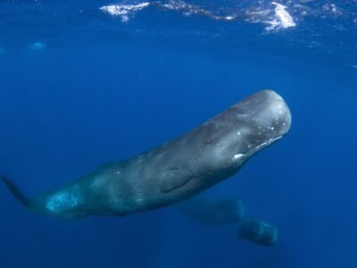 Sperm Whale