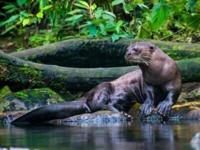 Baby Otter