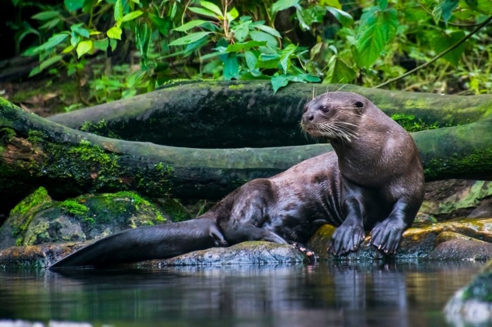 Baby Otter