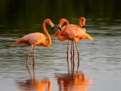 Flamingos drink boiling-hot water and produce 'milk'
