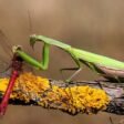 Top 10 Most Fascinating Predators