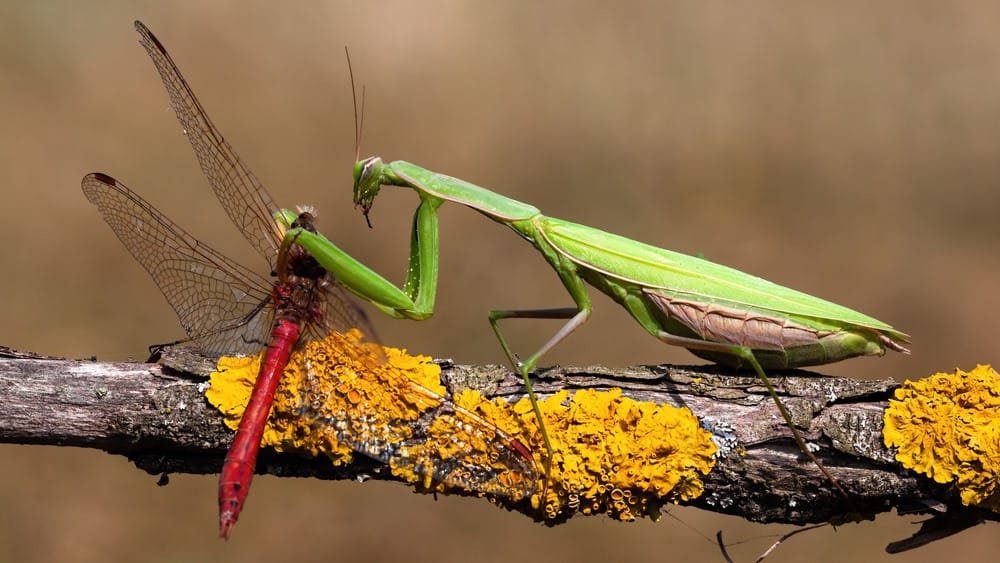Top 10 Most Fascinating Predators