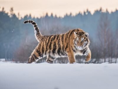 Siberian Tiger