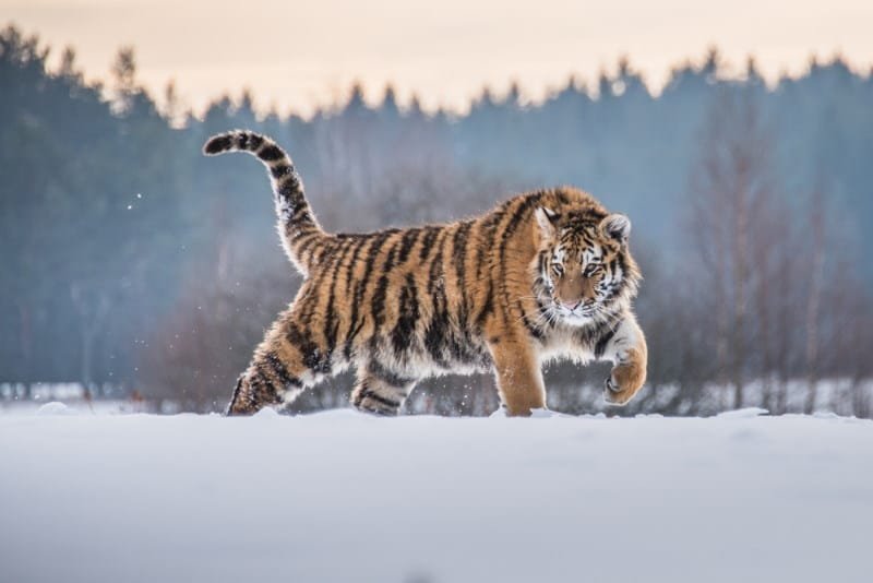 Siberian Tiger