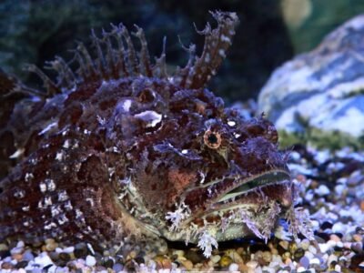 Stonefish