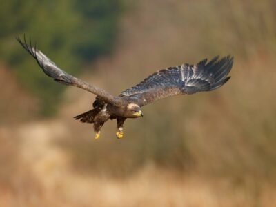 Martial Eagle