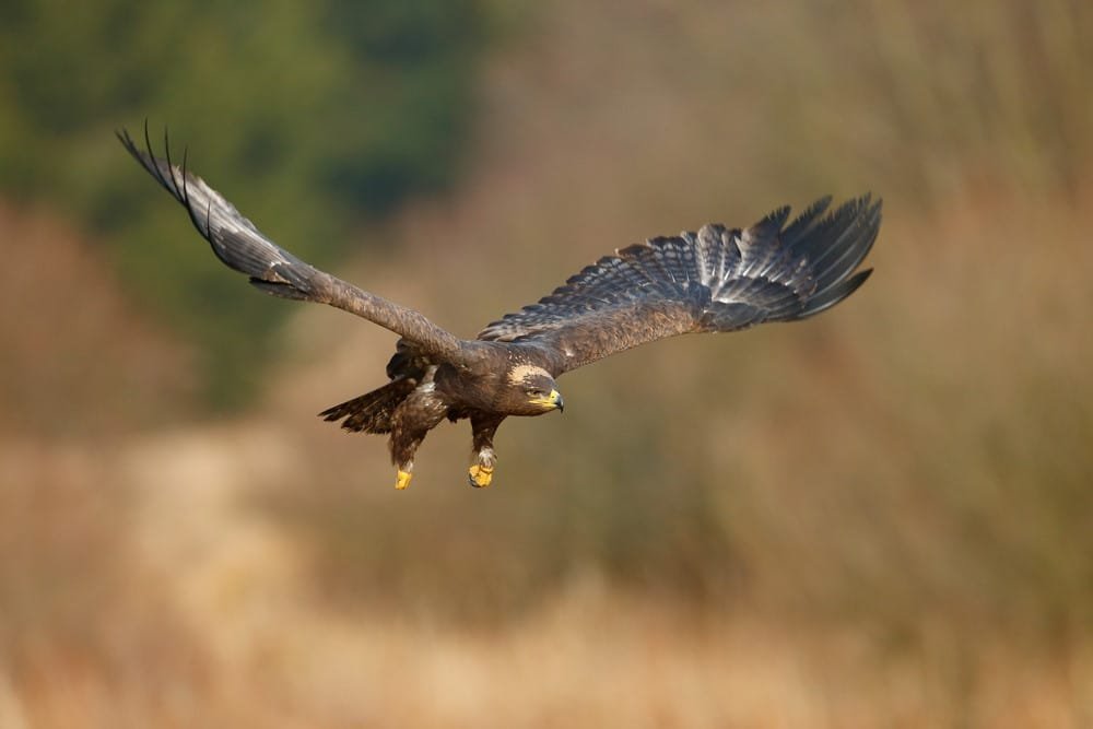 Martial Eagle