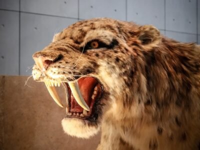 Saber-toothed Cat (Smilodon)