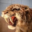Top 10 Most Fascinating Extinct Animals (Prehistoric)