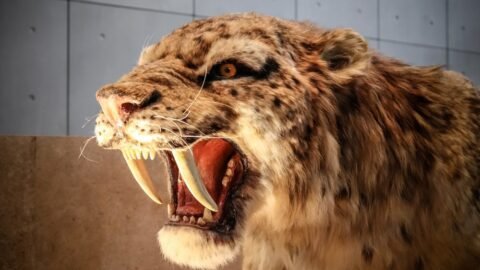 Top 10 Most Fascinating Extinct Animals (Prehistoric)