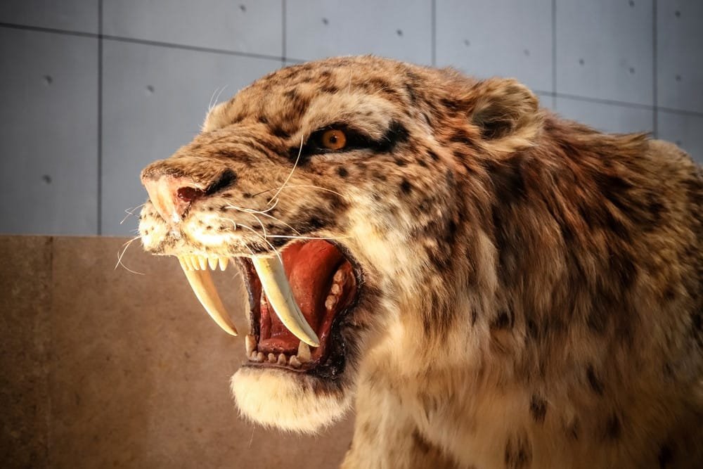 Top 10 Most Fascinating Extinct Animals (Prehistoric)