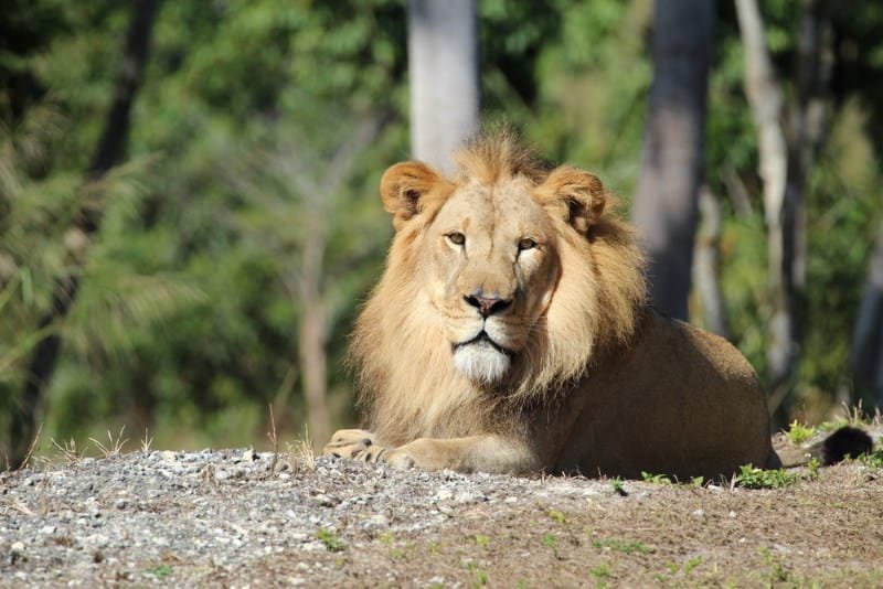 African Lion