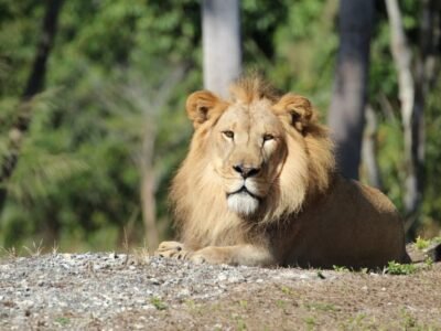 African Lion