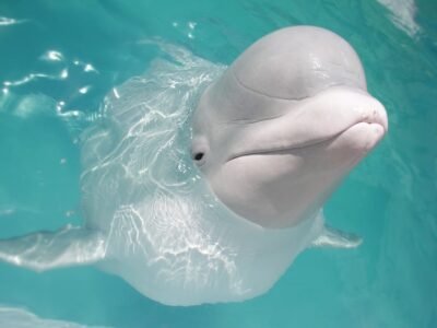 Dolphins sleep with half their brain and one eye open