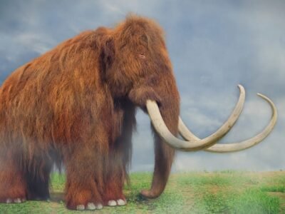 Woolly Mammoth