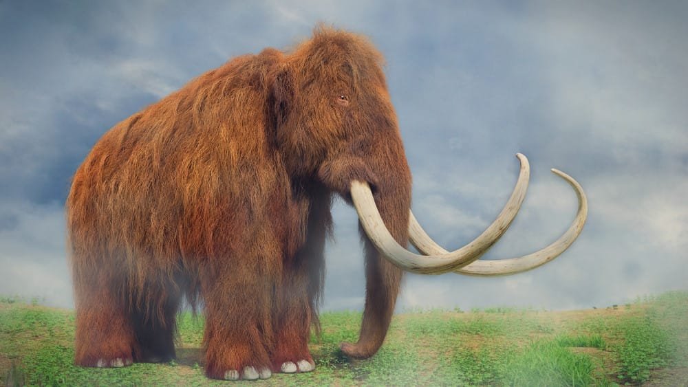 Woolly Mammoth
