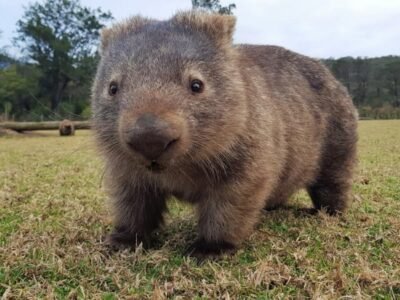 Wombats poop in perfect cubes