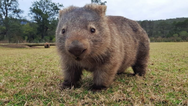 Wombats poop in perfect cubes