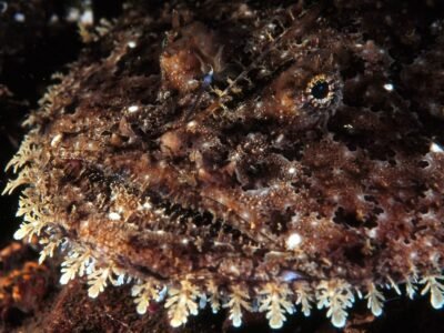 Deep-Sea Anglerfish