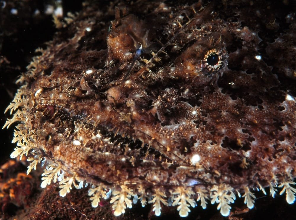 Deep-Sea Anglerfish