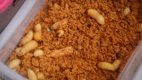 Top 10 Popular Insects to Eat