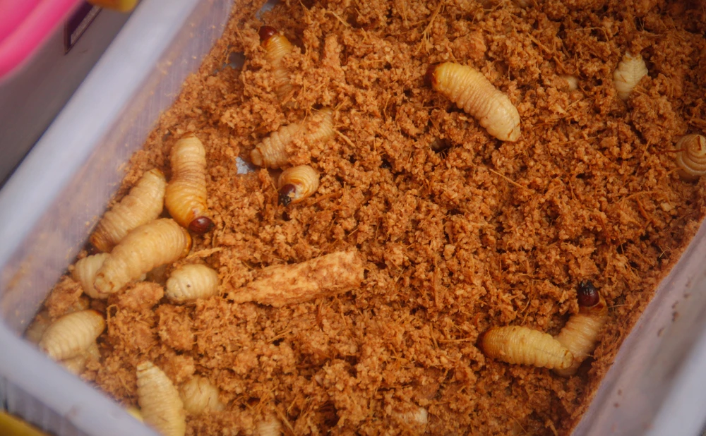 Top 10 Popular Insects to Eat